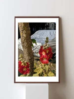 East London Hollyhock