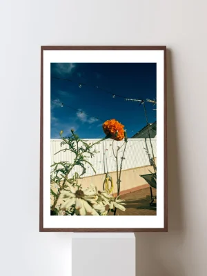 Marigold at the rooftop