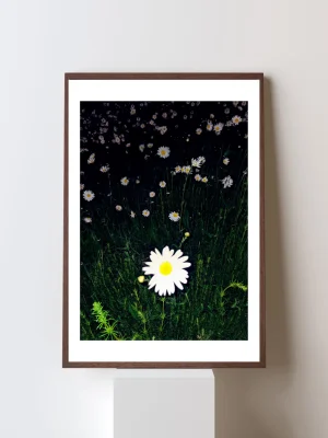 Night Daisy